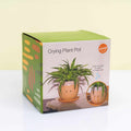 Winkee crying flower pot from-0