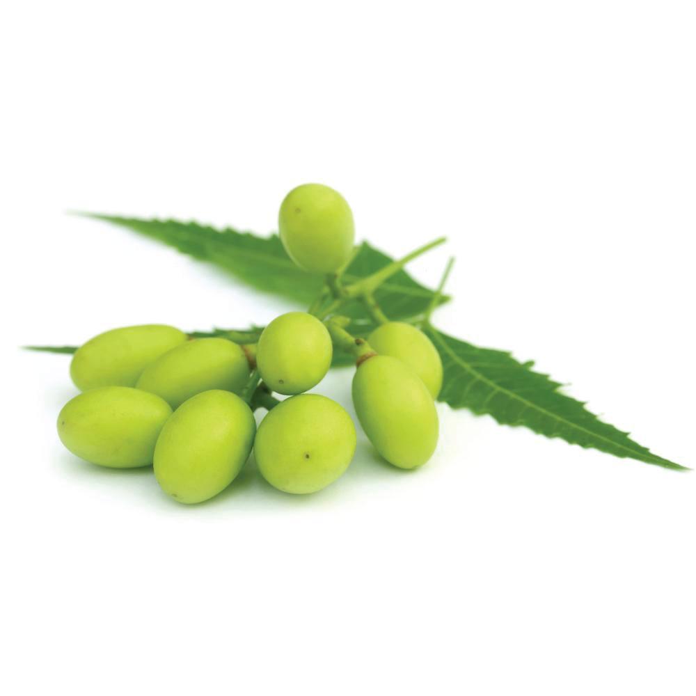 Neem Seed Oil Pure Pharmaceutical Grade, Cold Pressed, Azadirachtin Indica